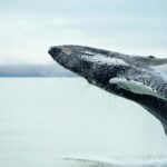 Whale Watching in Icelan
