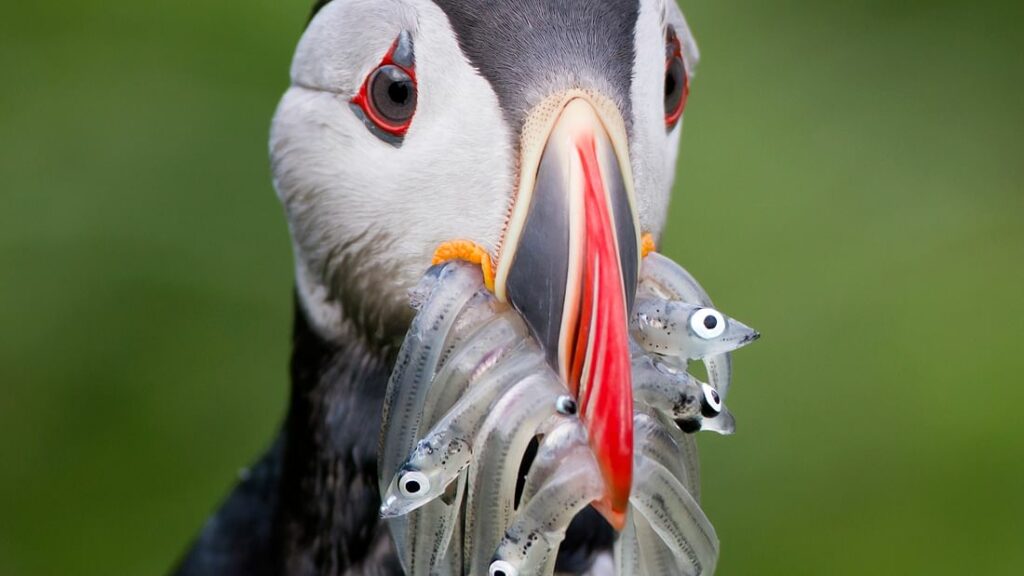 Iceland birds, bird of Iceland, Iceland wildlife, Iceland birding tours, Iceland bird watching tours, Luxury Whale Watching & Puffins, whale watching on a yacht in Iceland