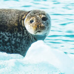 Seal on Jokulsarlon glacier lagoon