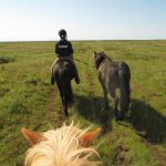 Black Beach Riding Tour in South Iceland