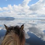 Black Beach Riding tour in South Iceland