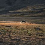 Highland Excursion in Iceland - Tour to the Highlands