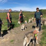Husky Hike in Akureyri