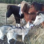 Husky Hike in Akureyri