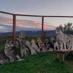 Husky Hike in Akureyri