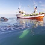 Hauganes whale watching in North Iceland