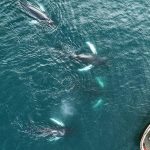 Hauganes whale watching in North Iceland
