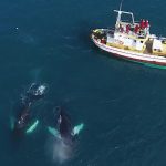Hauganes whale watching in North Iceland