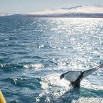 Hauganes whale watching in North Iceland