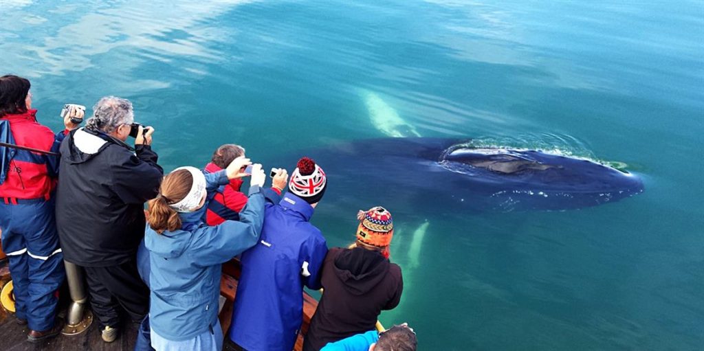 Hauganes whale watching in North Iceland