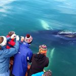 Hauganes whale watching in North Iceland