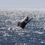 Whale Watching from Reykjavik