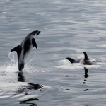 Whale Watching from Reykjavik