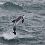 Whale Watching from Reykjavik
