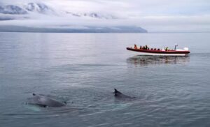 RIB express whale watching tour from Dalvík