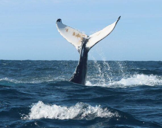RIB express whale watching tour from Dalvík