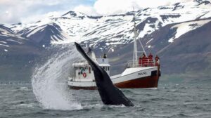 Classic Whale Watching in Dalvík